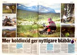 swedish newspaper